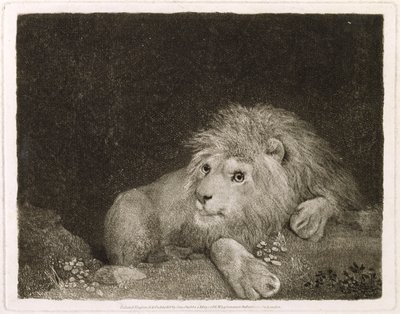 Ein Löwe (Ein liegender Löwe), graviert vom Künstler, veröffentlicht 1788 von George Stubbs